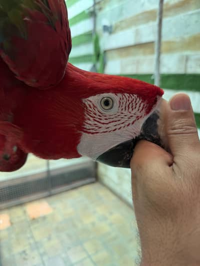 Green Wing Macaw