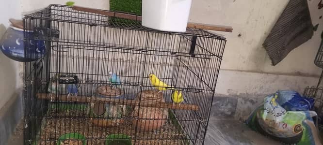 3 breeder pairs with cage