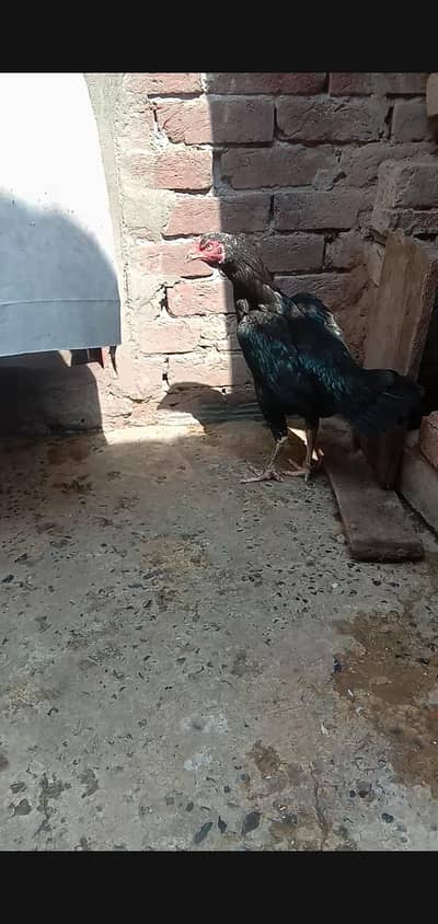 Aseel mushki madi urgent for sale