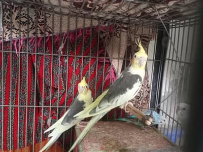 2 cocktail for sale 3 year