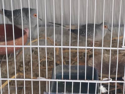 dove black and gray