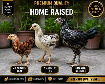 Premium Home-Raised Multi-Color Desi Chicks | Healthy | 2.5—3 Months