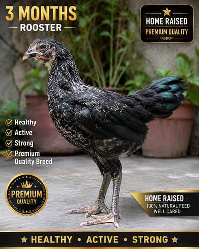 Premium Home-Raised Desi Pair (Hen+Rooster) | Healthy | 3.2–3.5 Months