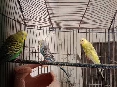Australian Parrots with cage