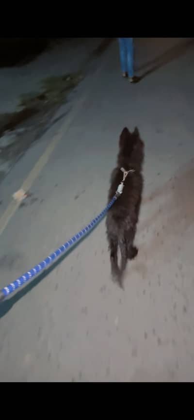 Black Shepard