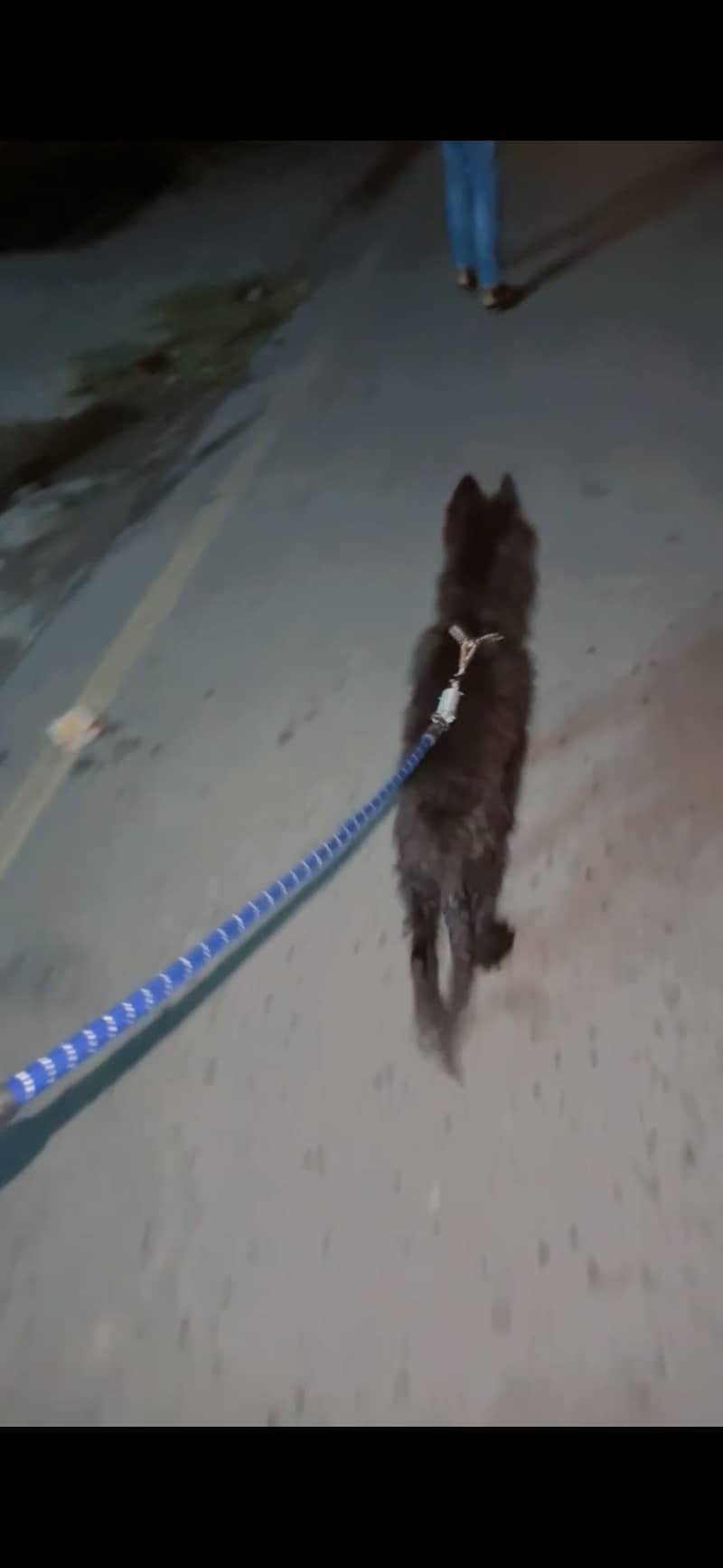 Black Shepard 0