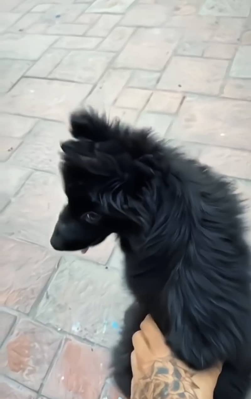Black Shepard 1