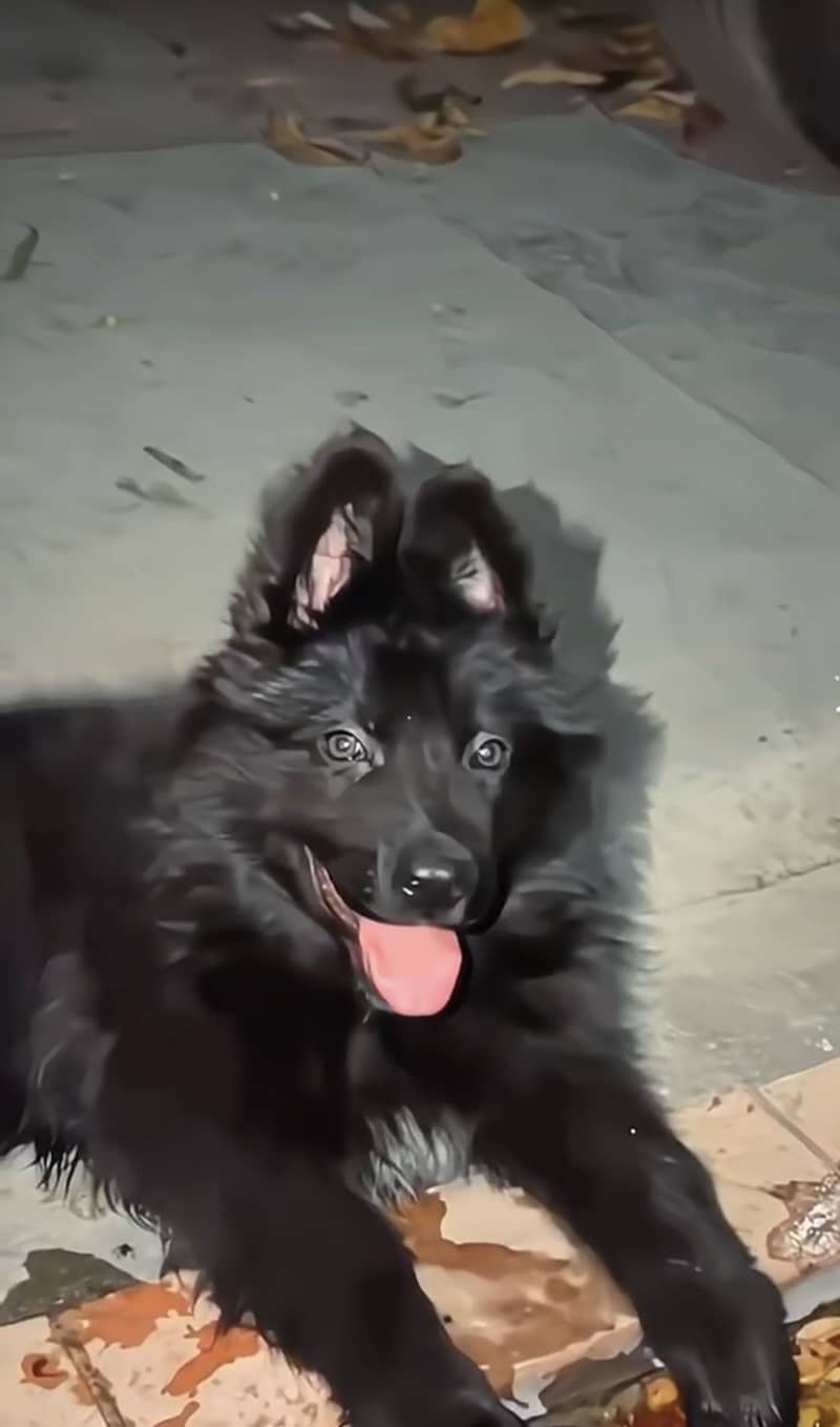 Black Shepard 2