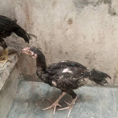 murgi+murga