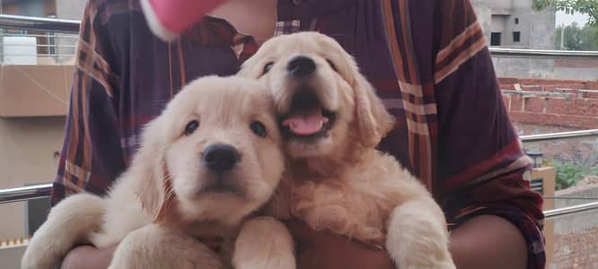 Golden Retriever puppies for sale in Islamabad
