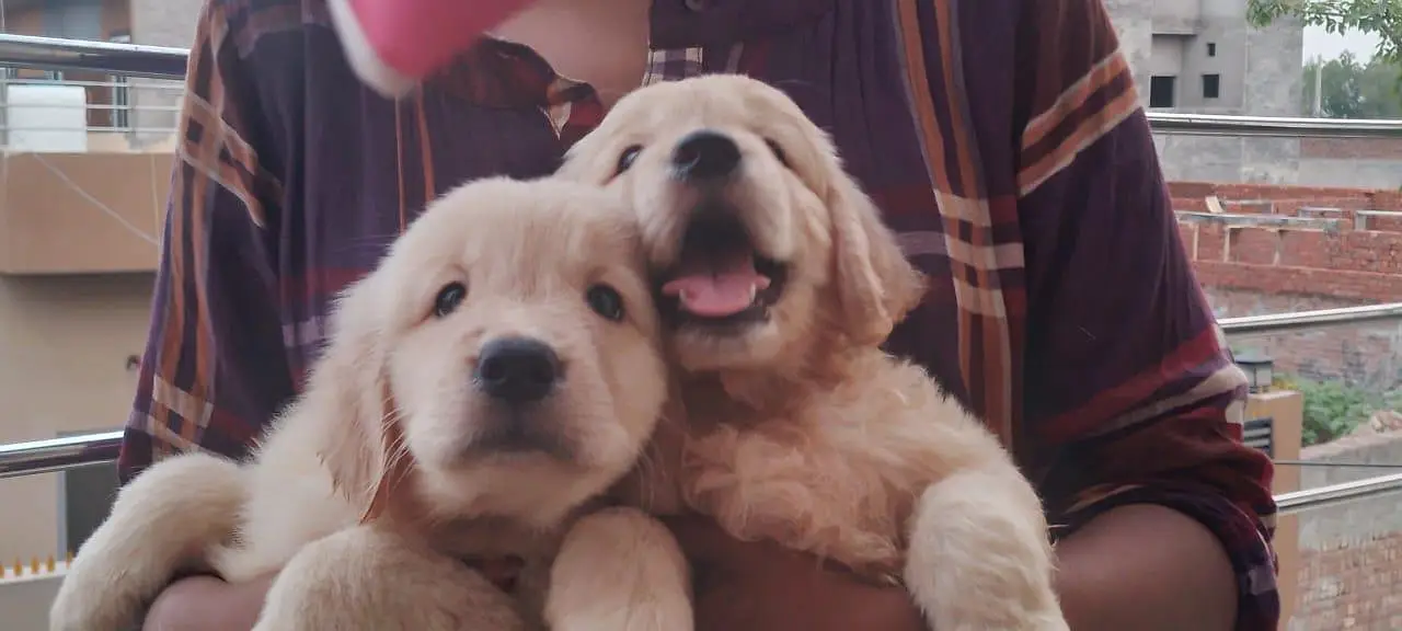 Golden Retriever puppies for sale in Islamabad