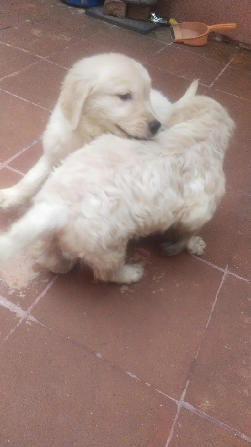Golden Retriever puppies for sale in Islamabad — photo 2