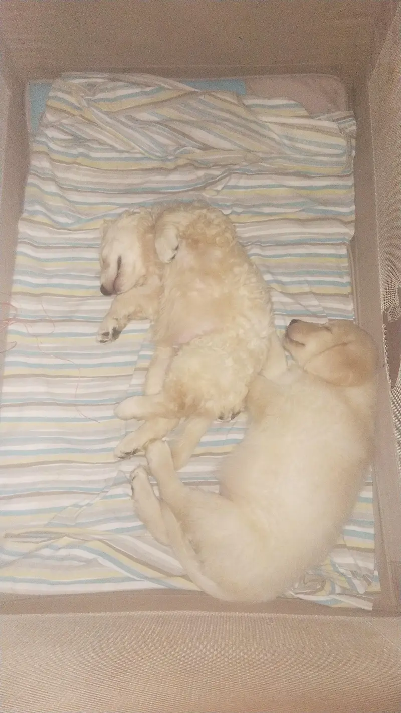 Golden Retriever puppies for sale in Islamabad — photo 3