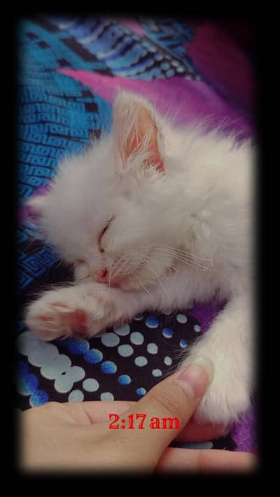 persion kitten