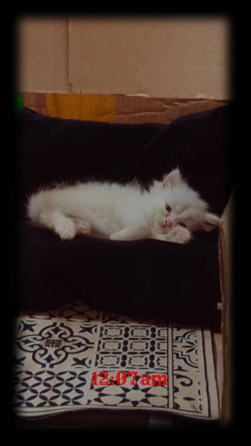 persion kitten 1
