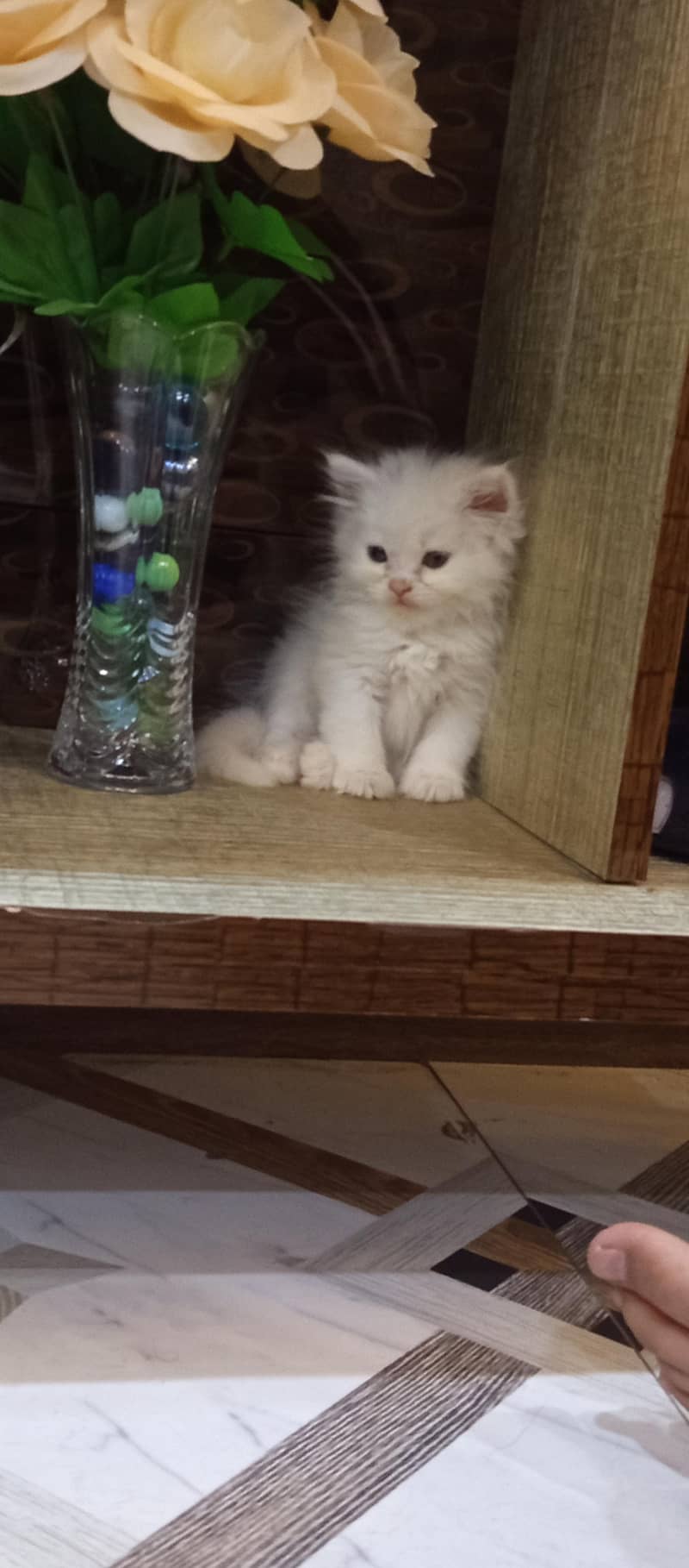 persion kitten 2