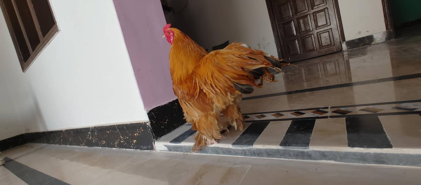 fancy hens 0