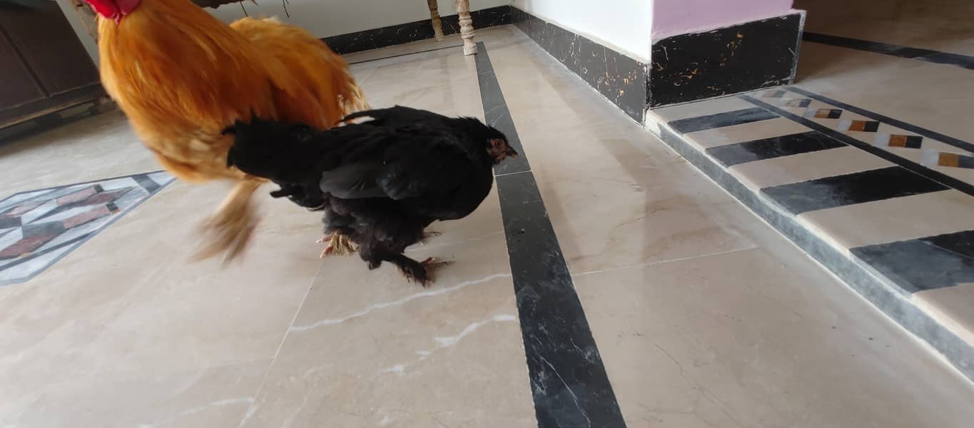fancy hens 1