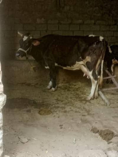 3.5 months gabban 9 killo doodh with female bacche