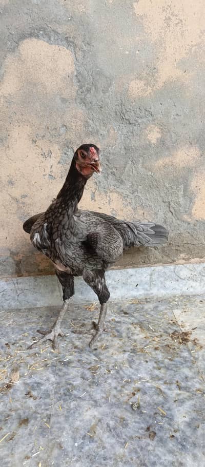 Aseel hen mianwali