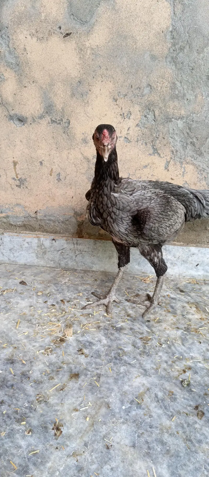 Aseel hen mianwali — photo 4