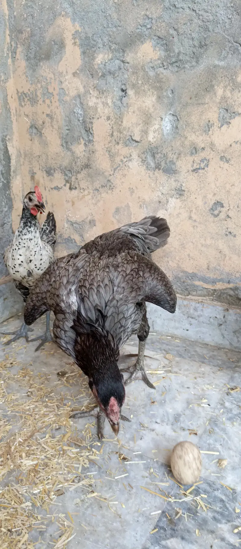 Aseel hen mianwali — photo 6
