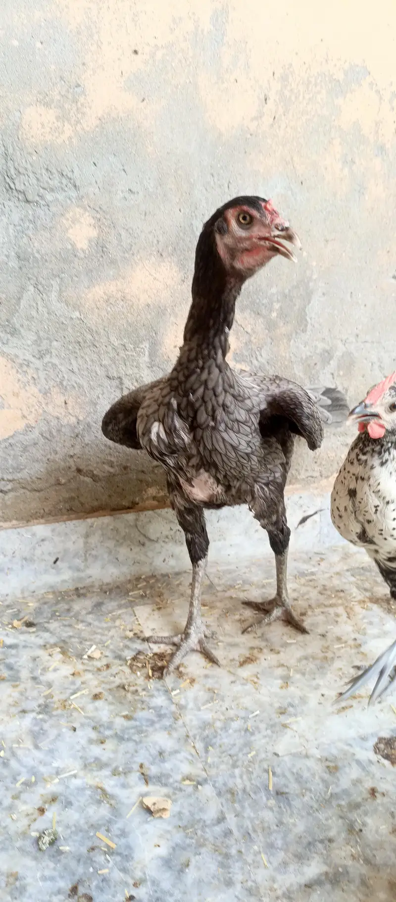 Aseel hen mianwali — photo 7