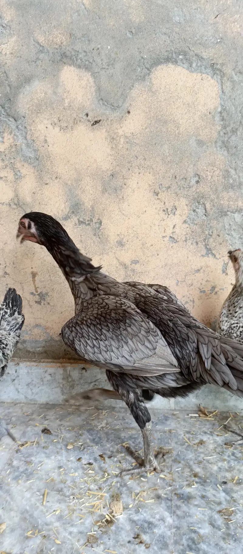 Aseel hen mianwali — photo 8