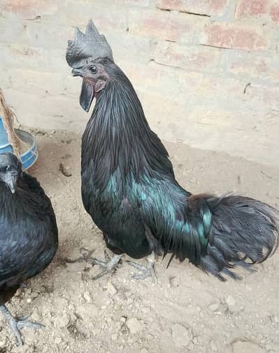 Pure Ayam cemani for sale healthy and active_ European ayam cemani