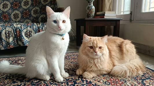 Premium Quality Persian Cats: Odd eyes white female and Fluffy orange