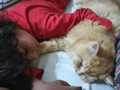 Premium Quality Persian Cats: Odd eyes white female and Fluffy orange
