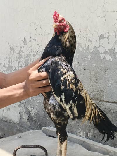 Aseel patha for sale