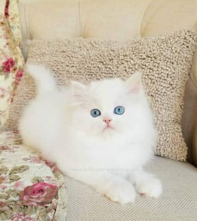 Blue Eyes Beautiful White Persian Kitten For Sale 