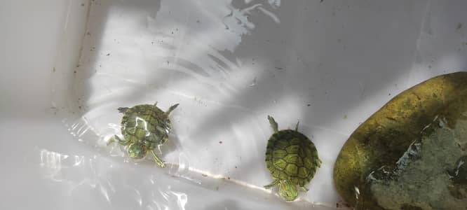 Red Ear Slider Turle pair. male female. 4 month old