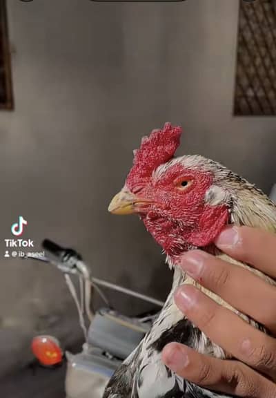 Quality wali cheez ha breeding ka bhut acha ha