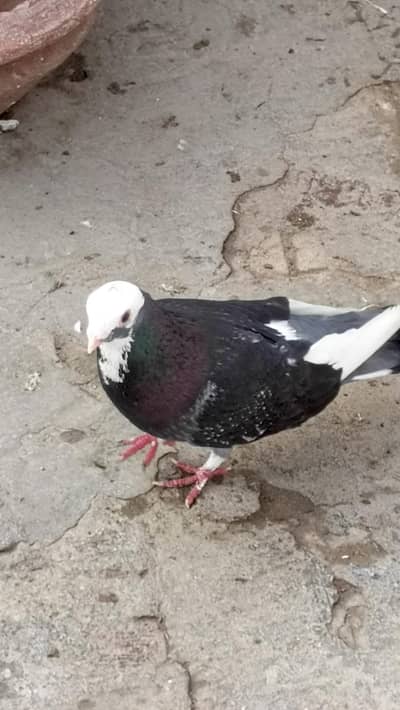 fancy birds