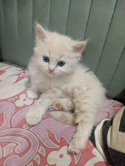 Persian Cat | Tripple Coated