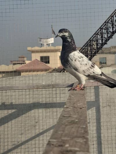 Chapra Male | High Quality