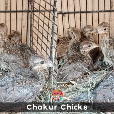 chakor chicks for sale