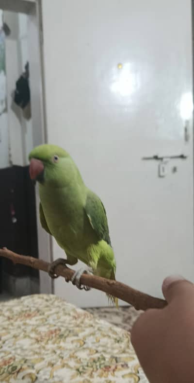 Mitthu parrot full active and talk