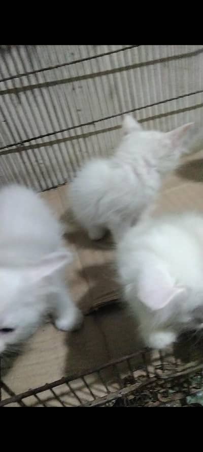 persain kittens available okara