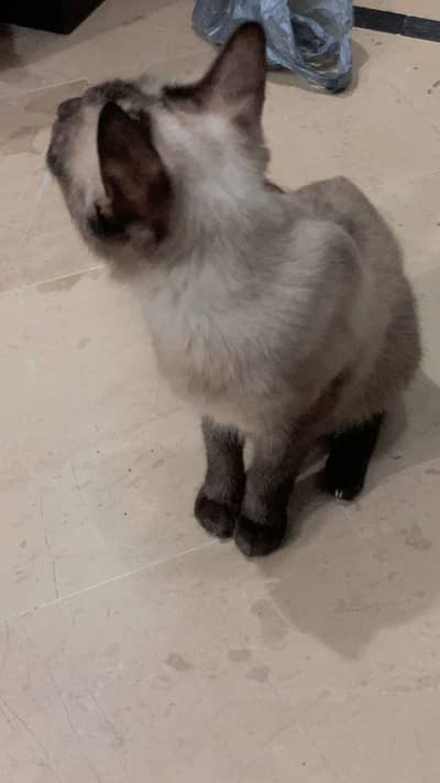 Siamese cat for sale full tame