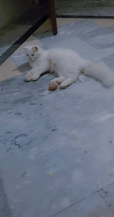 pute white persion 0/3/0/2/3/5/8/6/4/4/3