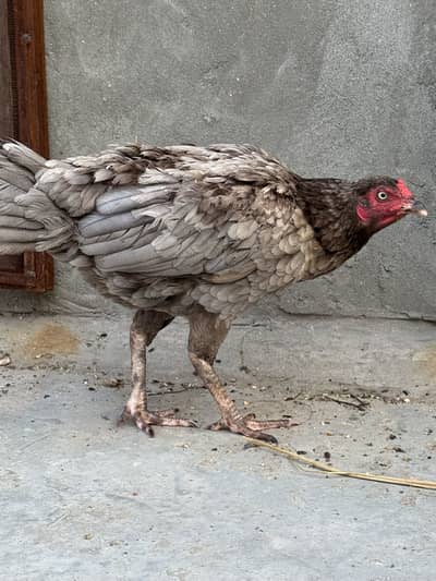 Aseel hen aseel female kurka female haa 03041445191