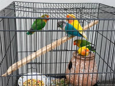 Vibrant Lovebirds for Sale – Beautiful Healthy Pairs!