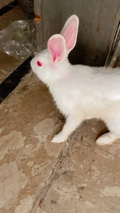 White Rabbit red eyes
