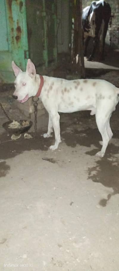 kohati gultair