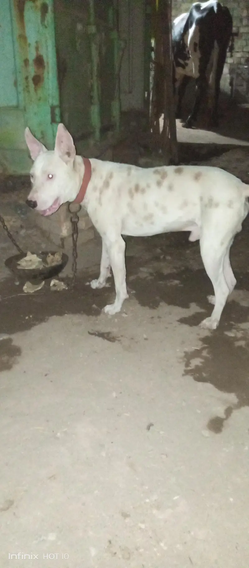 kohati gultair