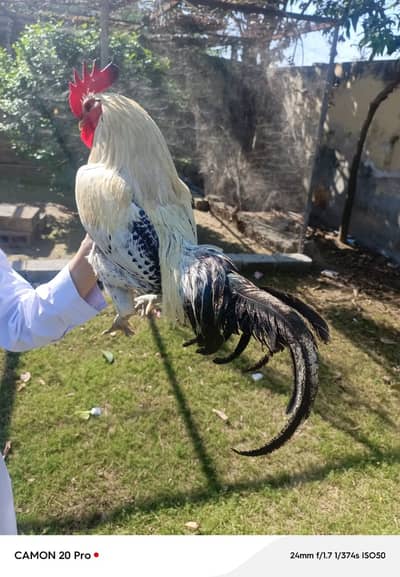 Misri 100% Egg Laying Original Pair