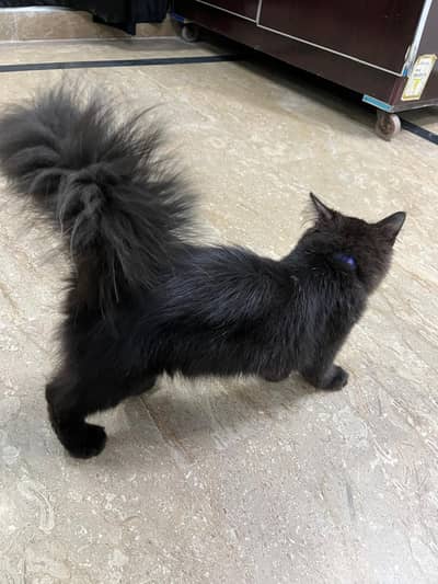 persian kitten/piki face/triple coated